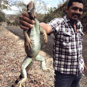 My Cab Driver hunting an Iguana for dinner – Panama Experience!
