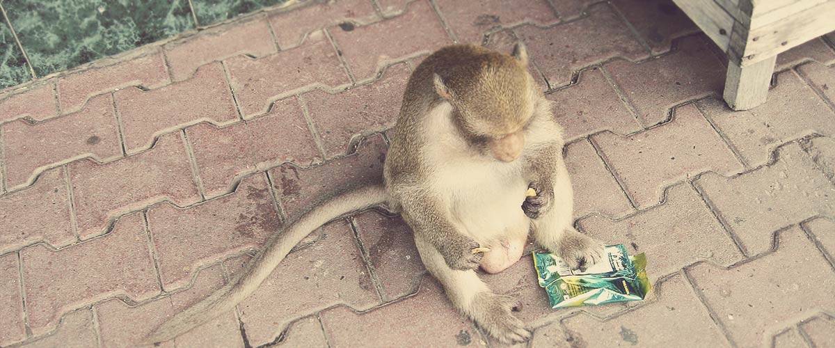Викао сам на тајландске мајмуне, али нису говорили италијански